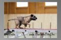 brida agility