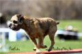 brida agility